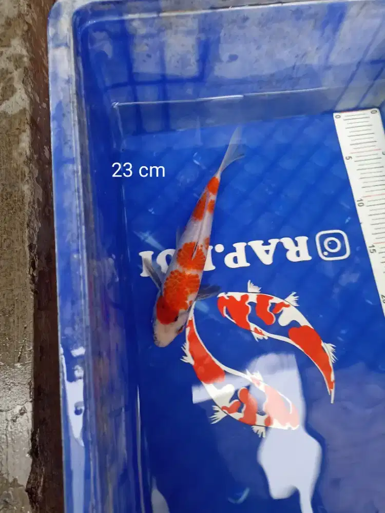 Ikan Koi Showa Tulungagung