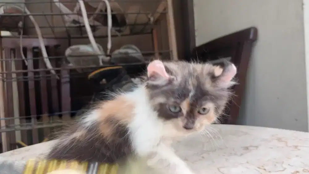 American curl calico betina 2 bln