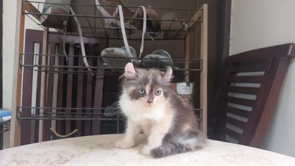 American curl calico betina 2 bln