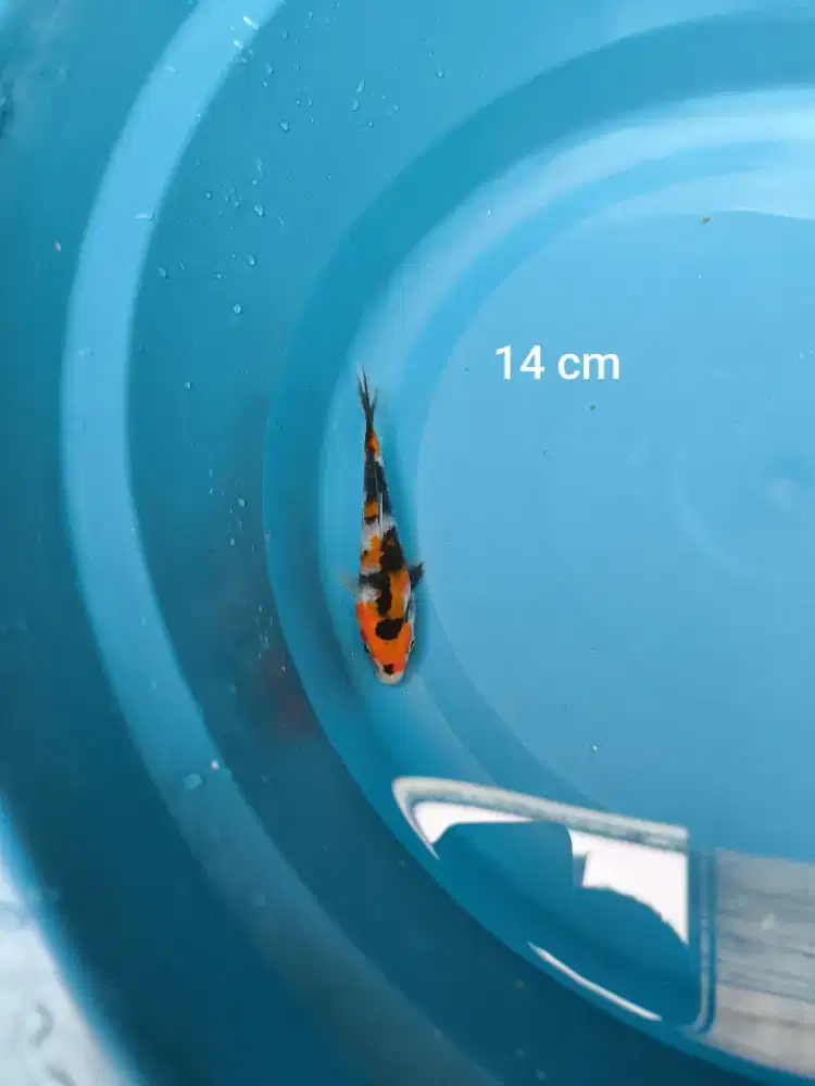 Ikan koi Shiro Tulungagung