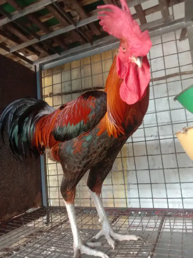 Ayam Pelung Merah Hitam