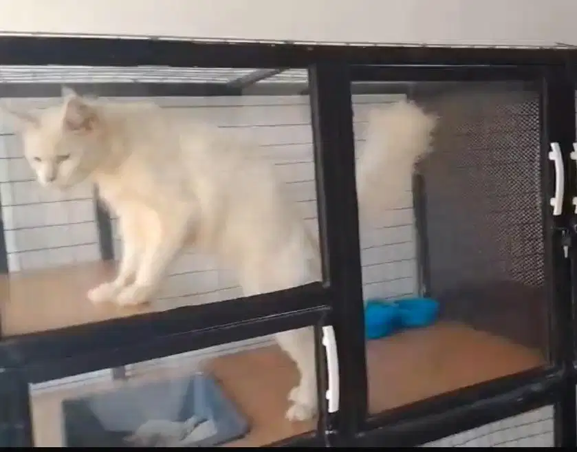 Maine Coon Pure Blood Line