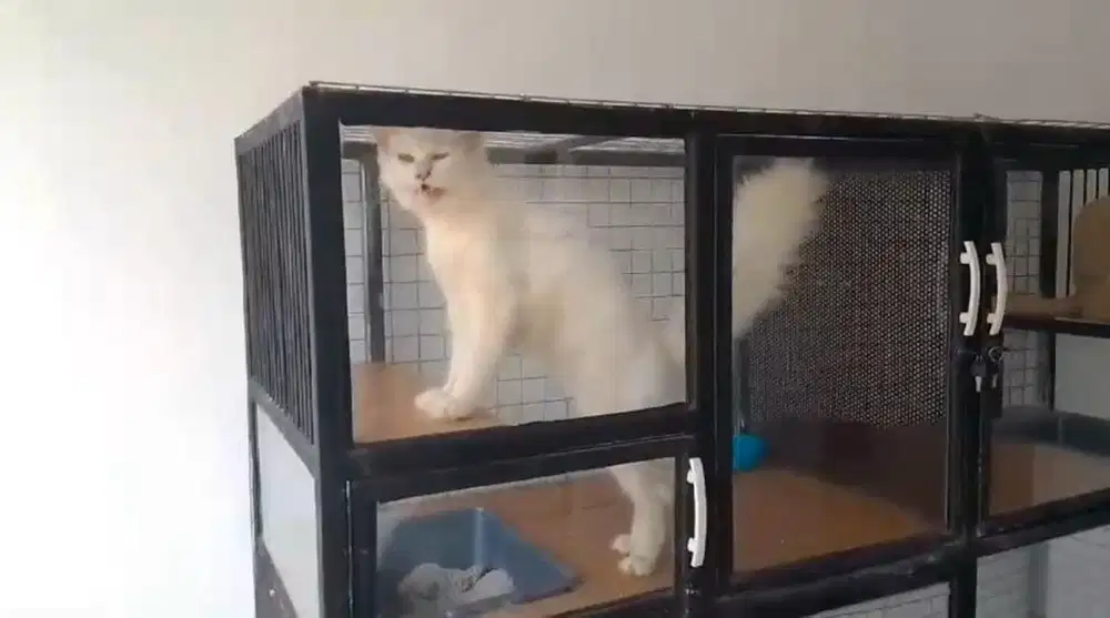 Maine Coon Pure Blood Line