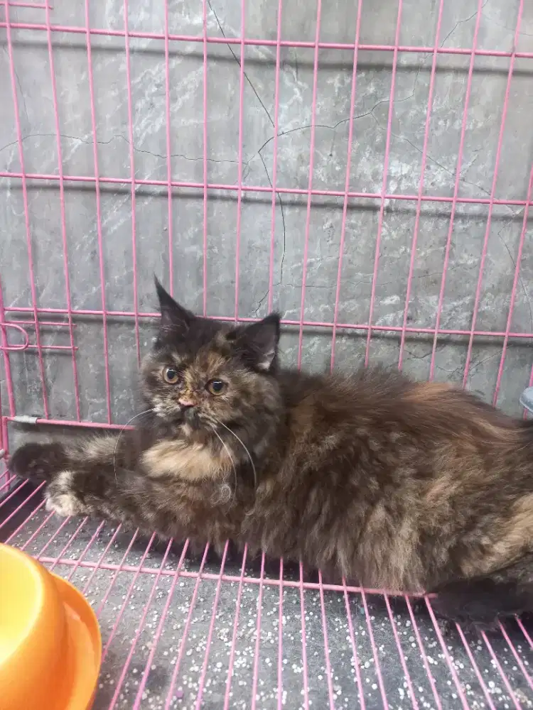 PERSIAN MEDIUM open adopt