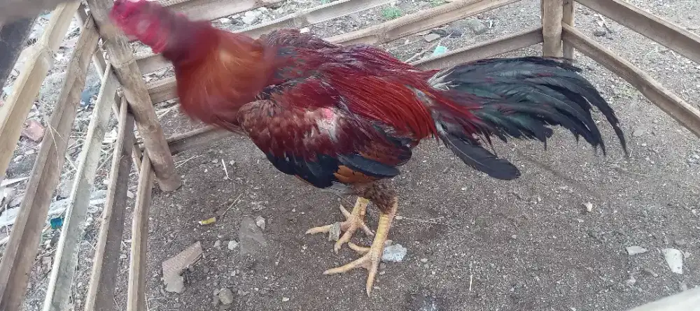 Ayam bangkok berkualitas