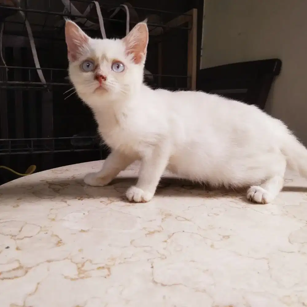 Bsh cinamon point betina 3 bln