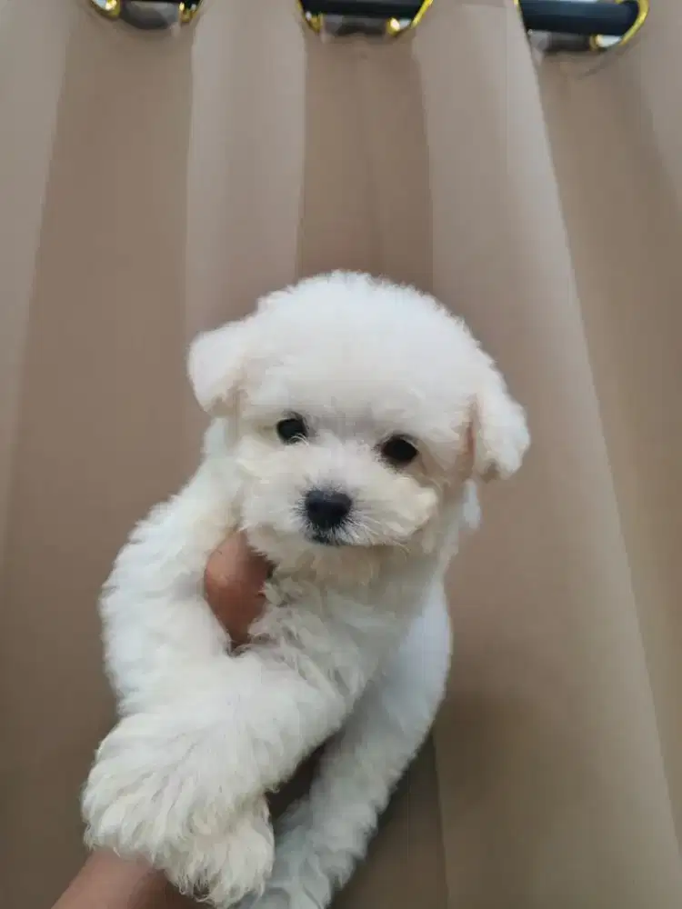 Free adop alias gratis