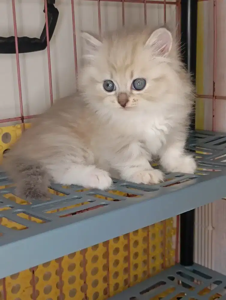 Munchkin kitten jantan bulu lebat