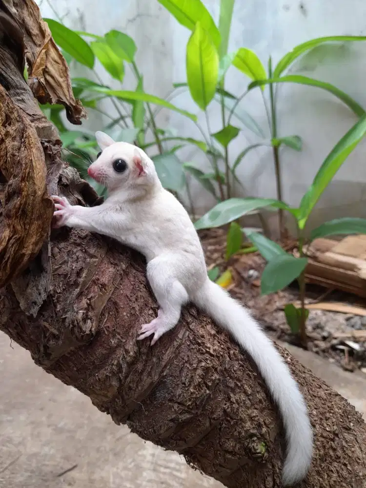 Sugar glider leucistic