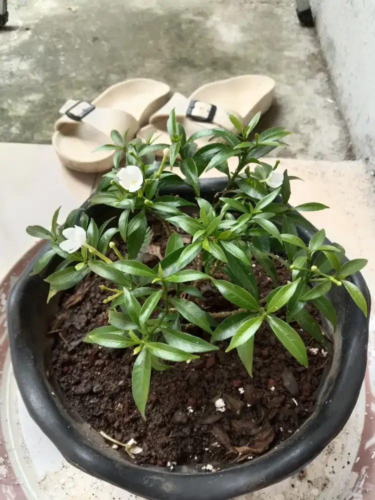 Perawat oma Koja Jakarta Utara