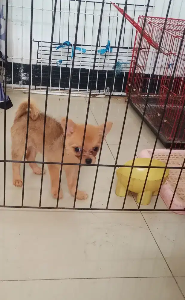 Anak Anjing Puppy Minipom Nett