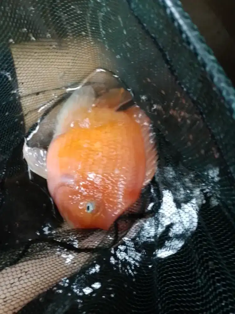 Ikan super red kingkong fish bonsai