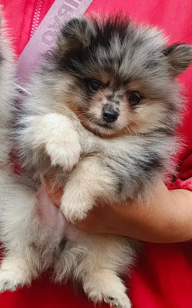PuPpy MinipomMeRLeNego