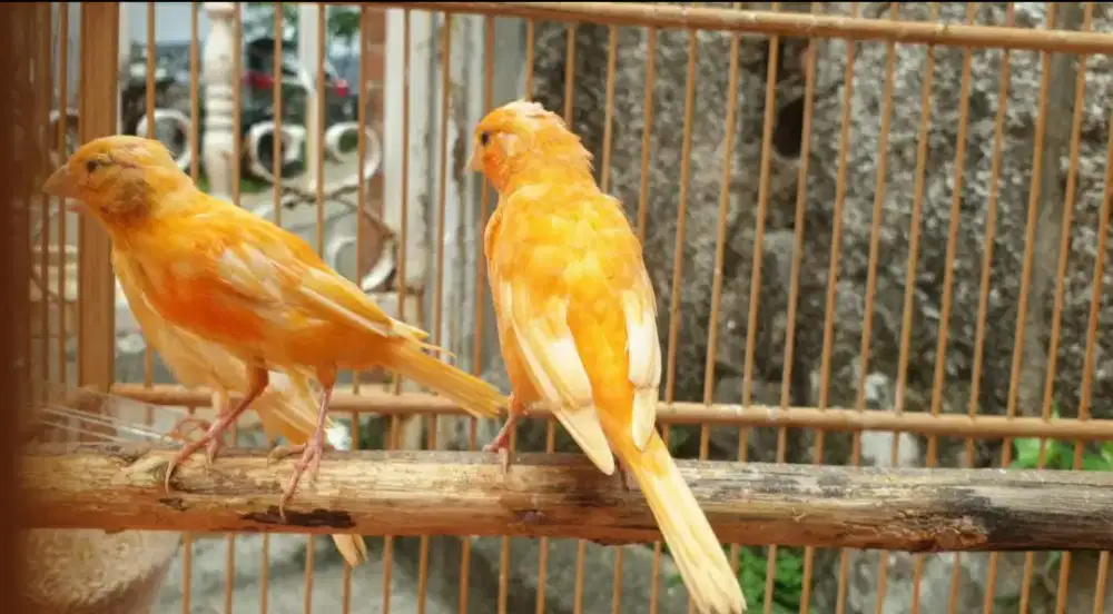 Anakan kenari merlok grade A