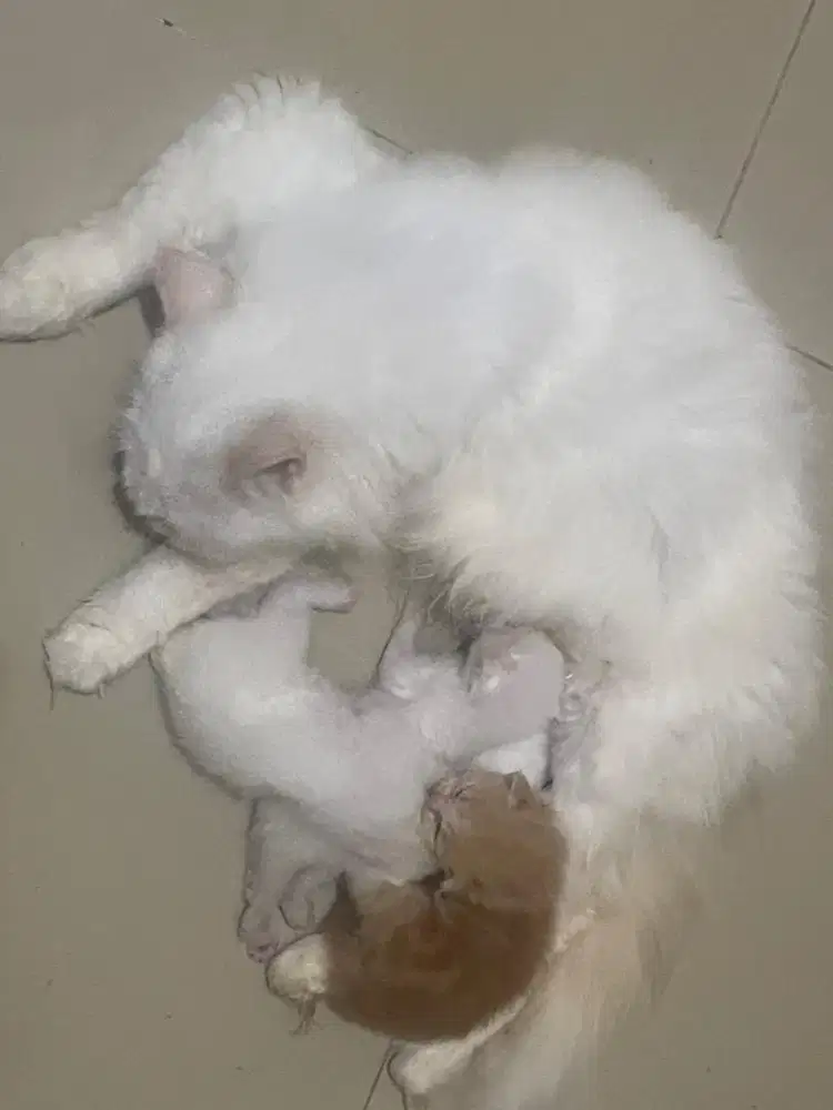 Kucing paketan mom n kitten 3 persia