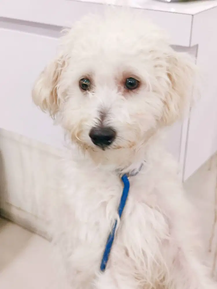 Open adopt Maltipo white solid ganti pakan aja,