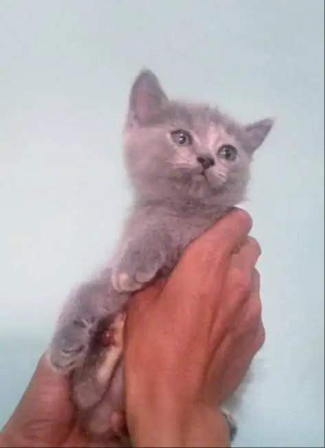 Kucing Kitten British shorthair female lucu