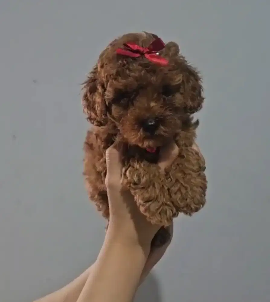 PuPpy redpodel MuRce Nego