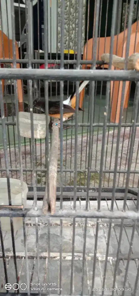 Jual burung murai betina + sangkar