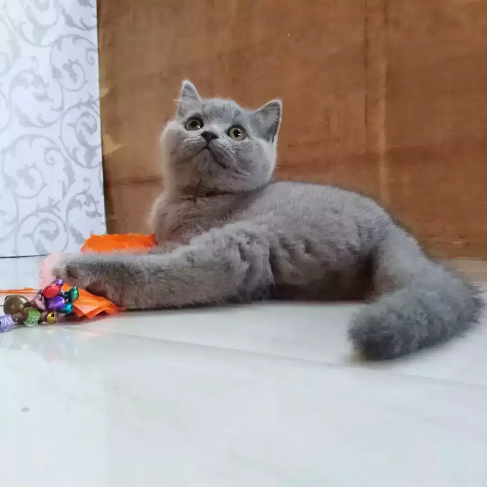 Kucing bsh British short hair