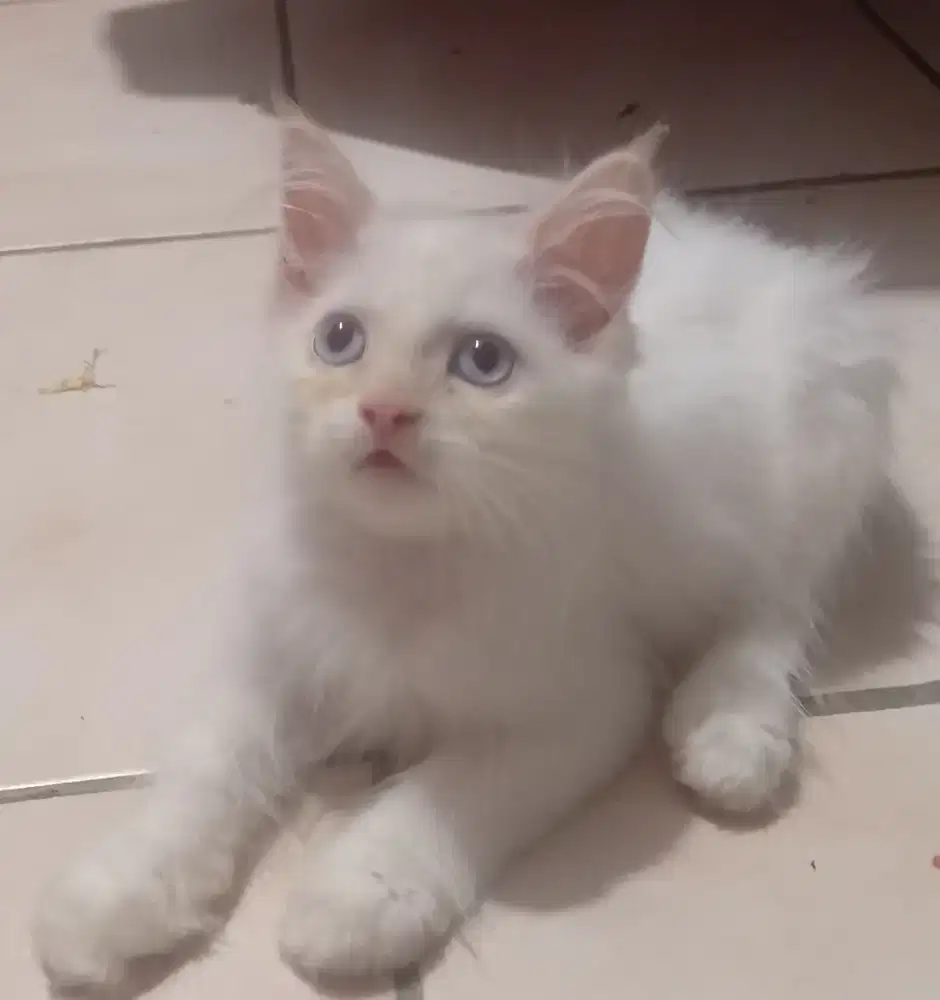 KITTEN BETINA PERSIA MEDIUM