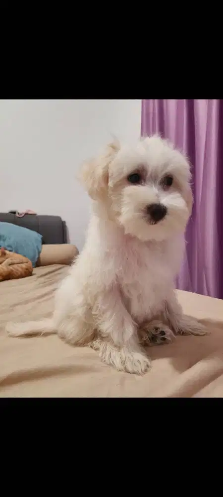Maltipoo Gemoy Ganti pakan saja