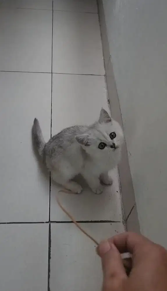 KUCING KITTEN BRITISH SHORTHAIR SILVER || KITTEN BSH SILVER BETINA