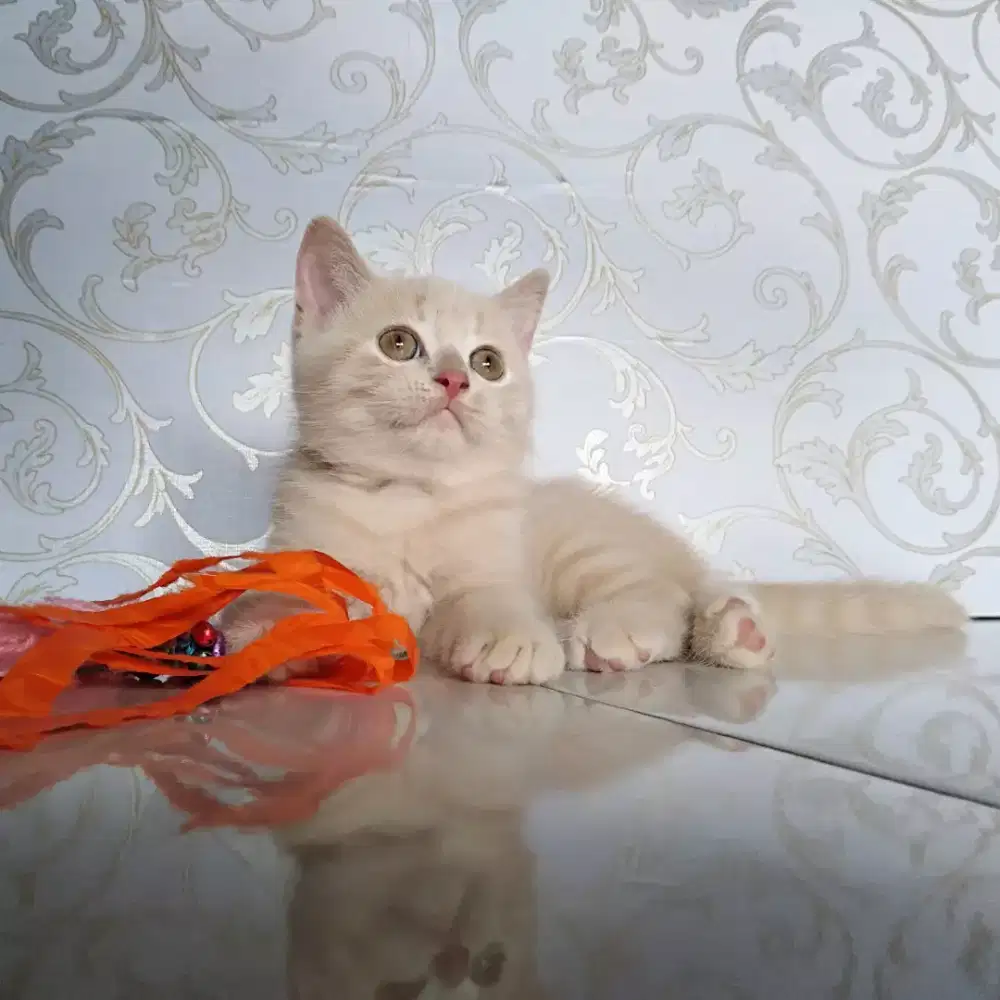 Kucing bsh cream jantan NP