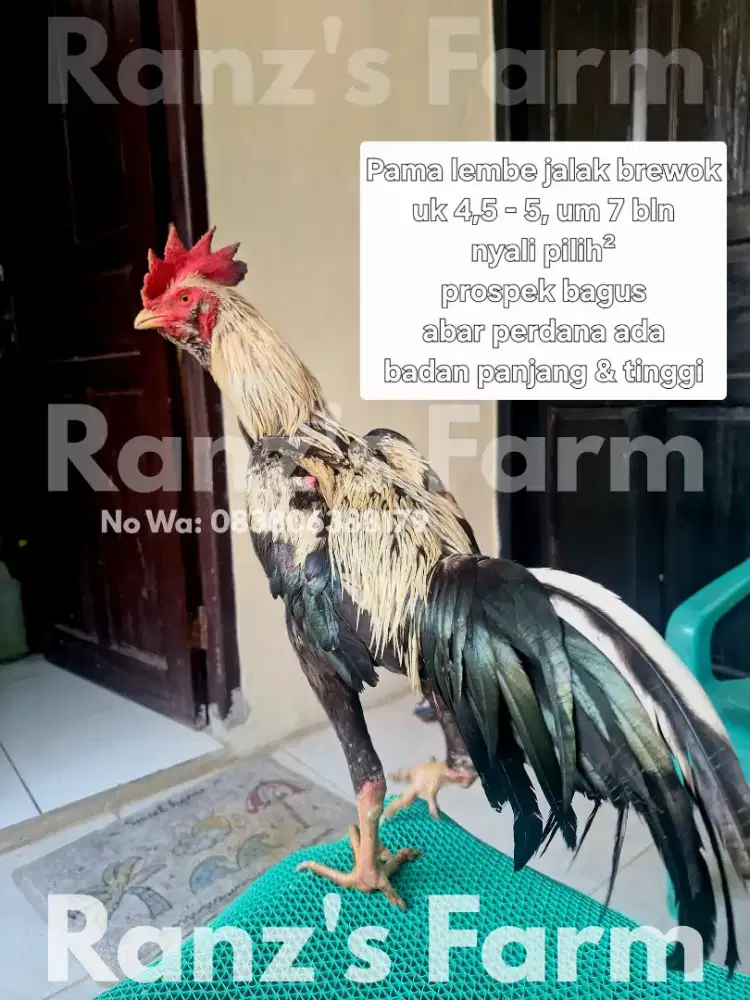 Ayam pama lembe jalak brewok
