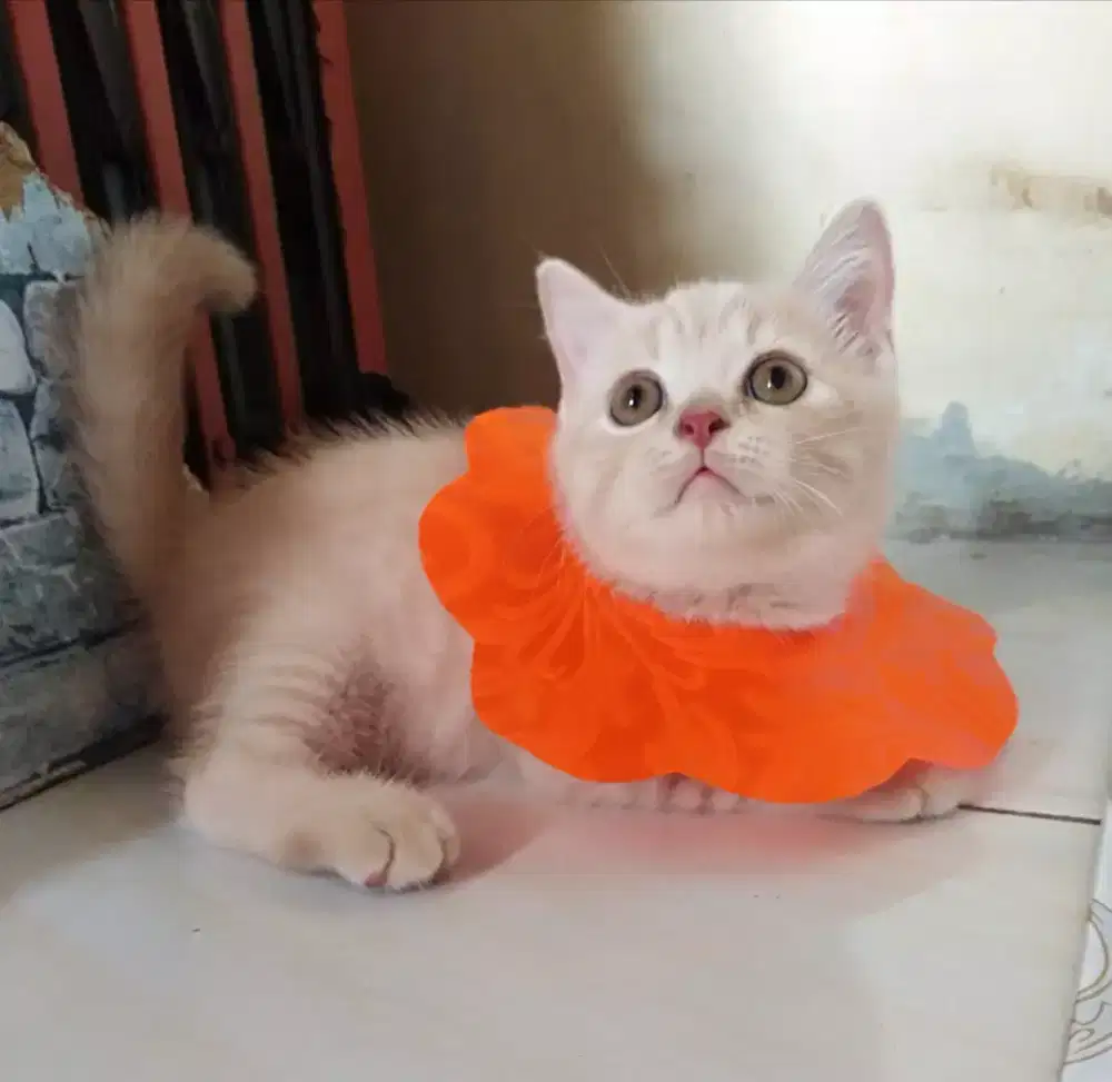 Kucing bsh cream jantan NP