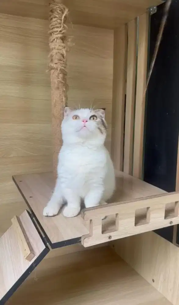 KUCING KITTEN GAELIC MALE || KITTEN SCOTTISH FOLD CEBOL