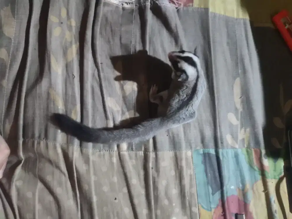 Sg Joey Grey het Leucistic (male) sugar glider