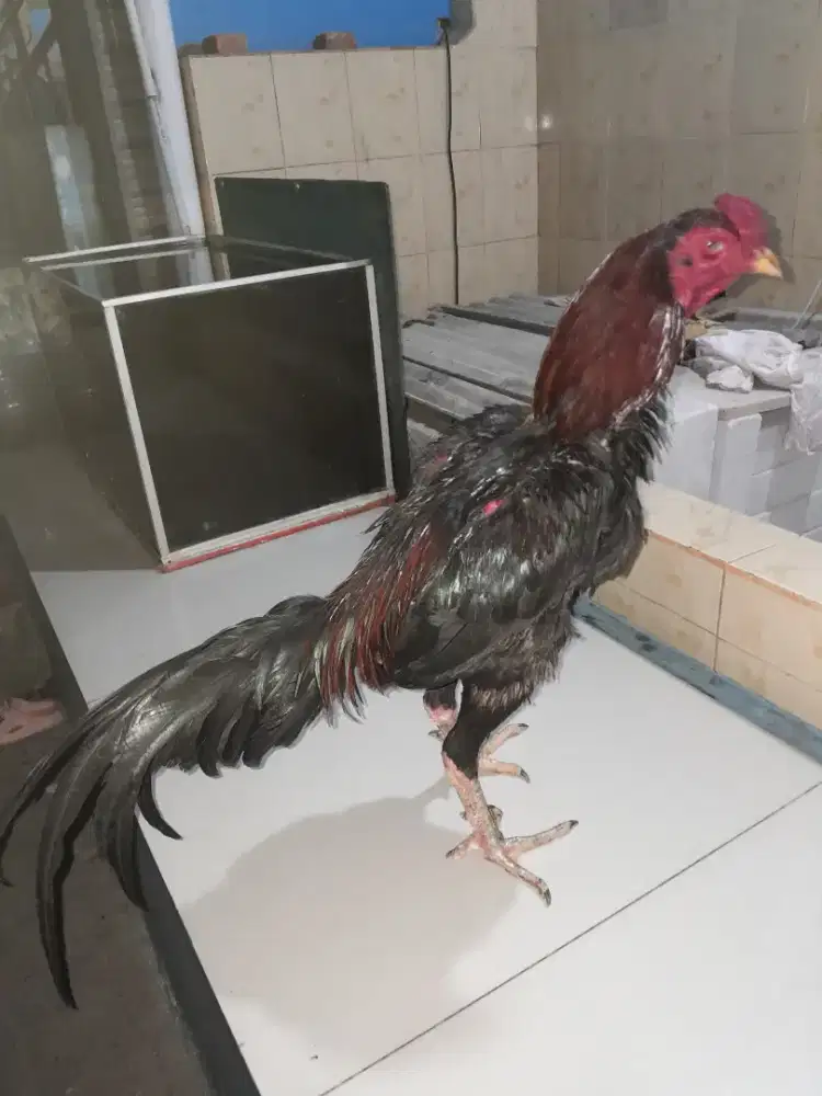 Ayam Bangkok X Mangon