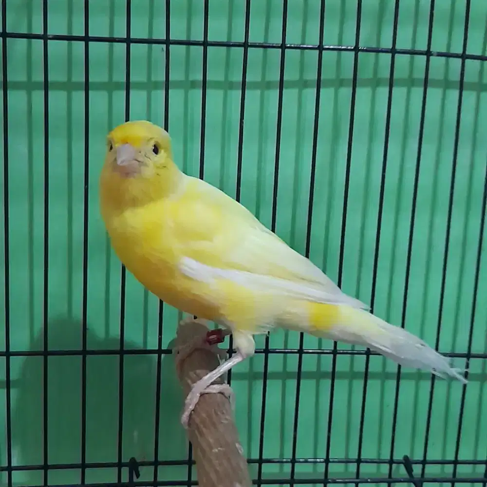 kenari betina kuning sunkis