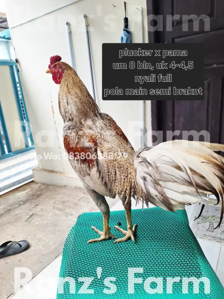 Ayam bangkok plucker