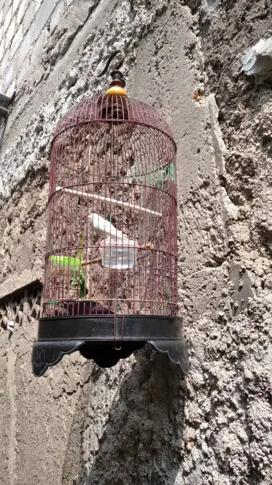 Kandang burung bekas kenari