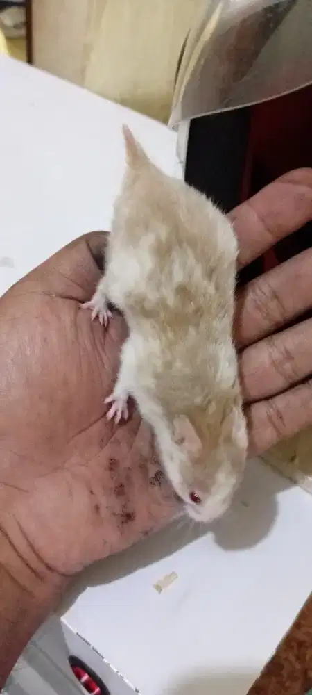 Hamster syirian jantan