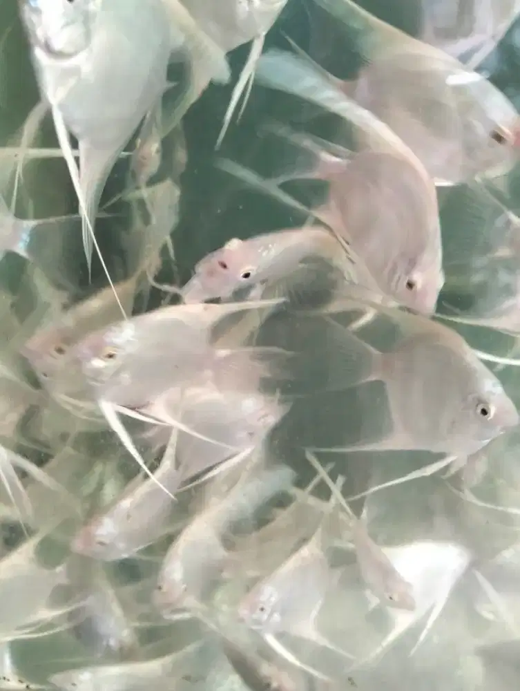 Bella Biyan Aquarium