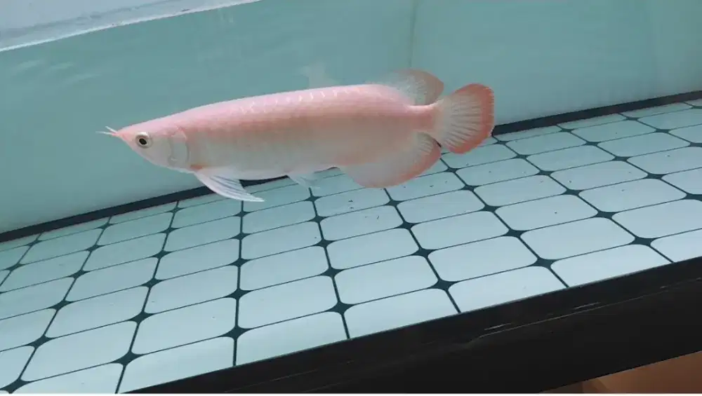 AROWANA SUPER RED 27CM -+