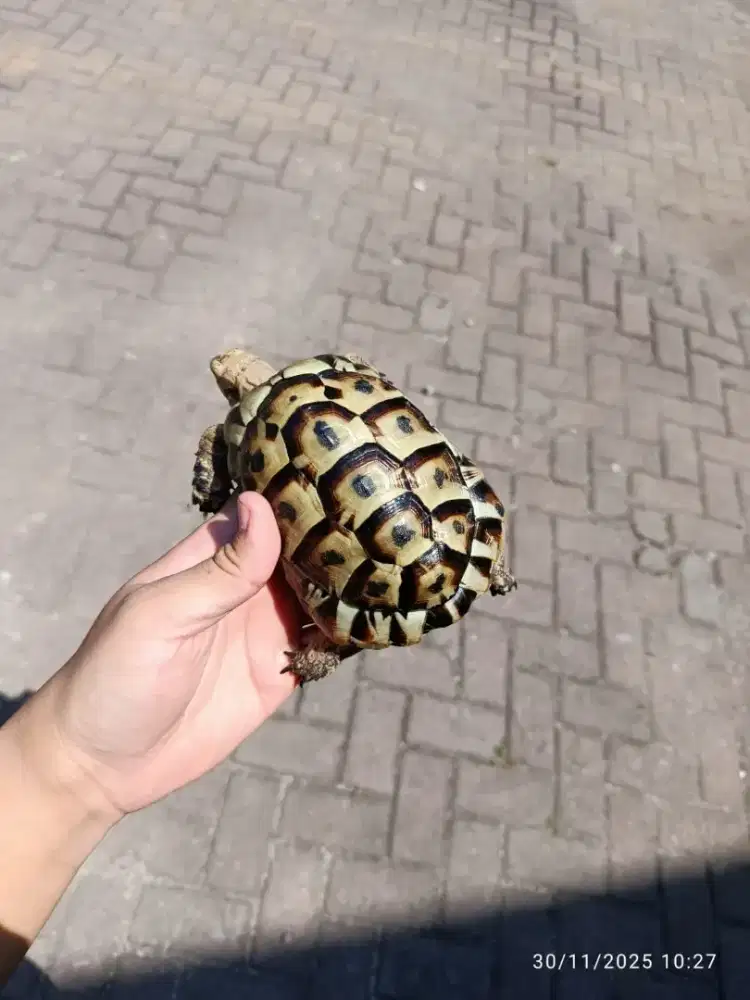 Kura kura darat testudo hermani