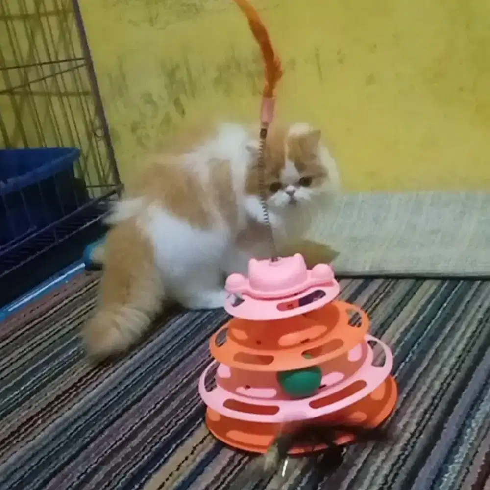 Kucing Persia Peaknose Jantan