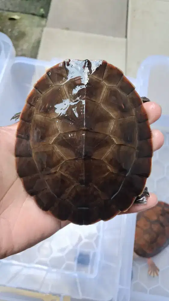 Kura kura damer atau dada merah, bukan brazil/RES