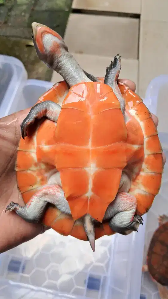 Kura kura damer atau dada merah, bukan brazil/RES