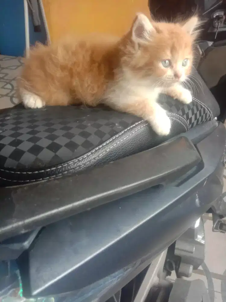 Persia anakan 2.5 bulan jantan