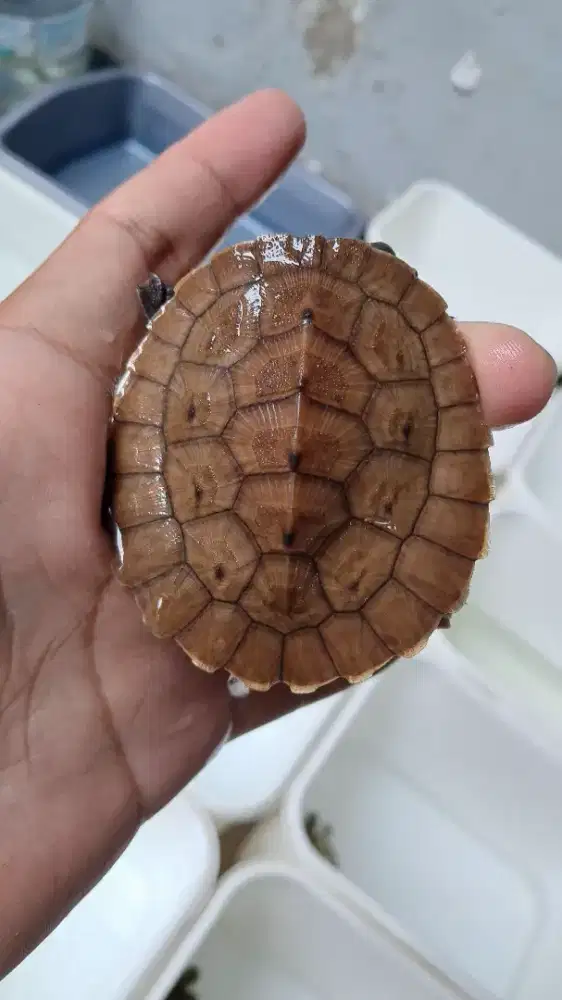 Kura kura dada pink, dapink, bukan RES/Brazil