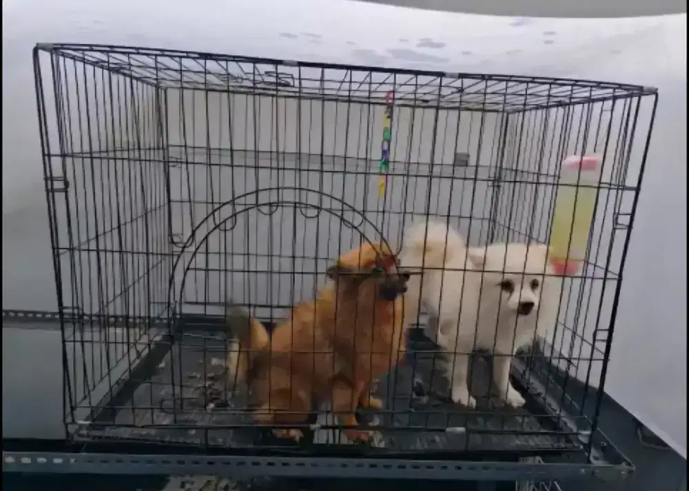 Open Adopt Anjing Pom Sepasang