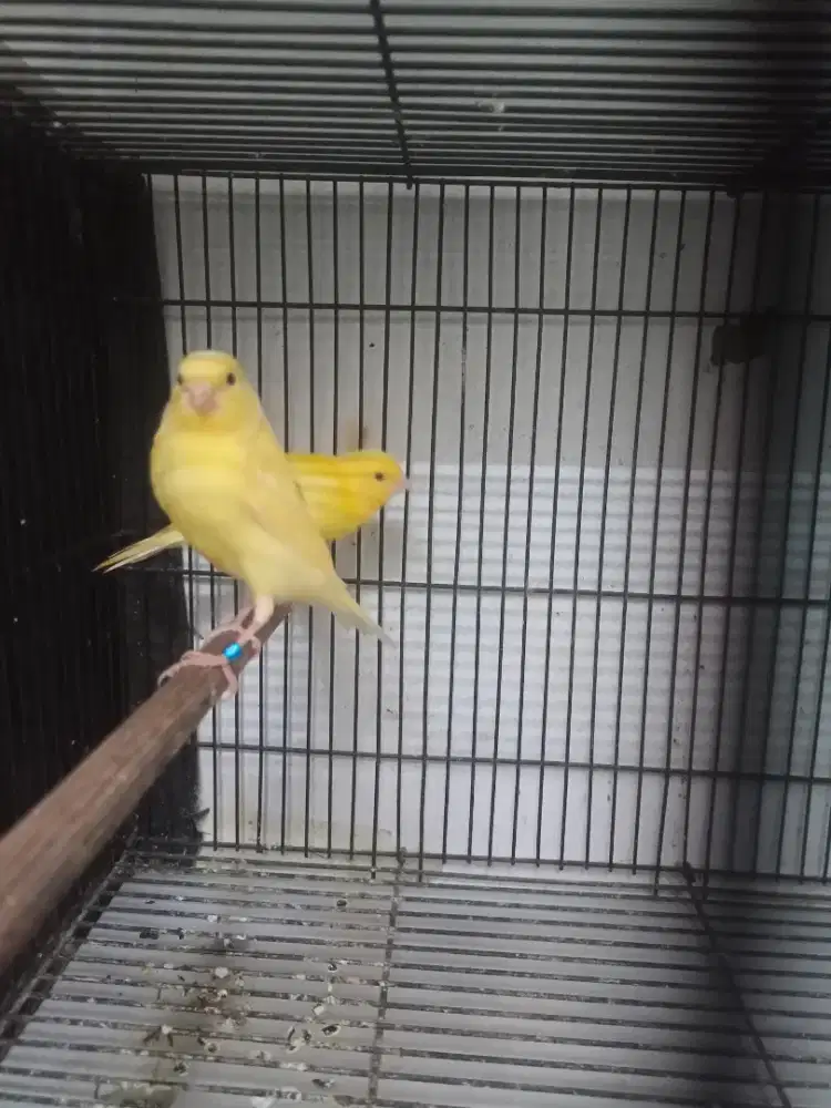 Paud F1 2e gembling rad