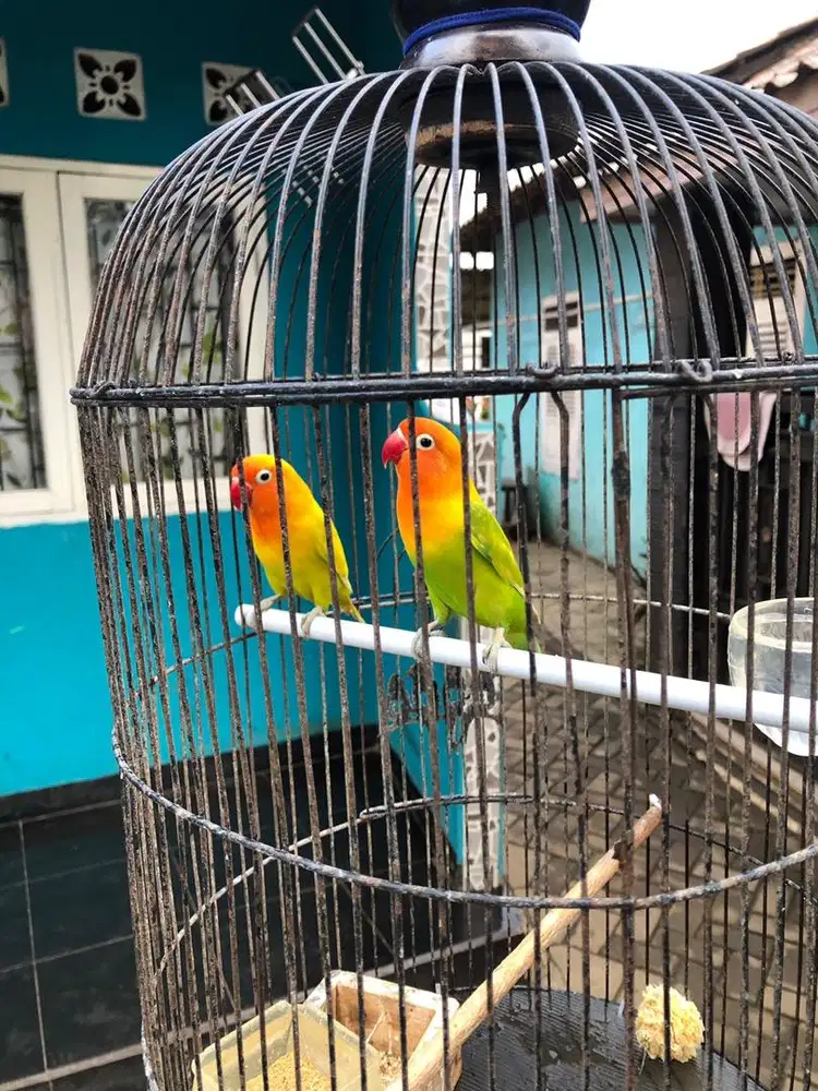 Lovebird sepasang
