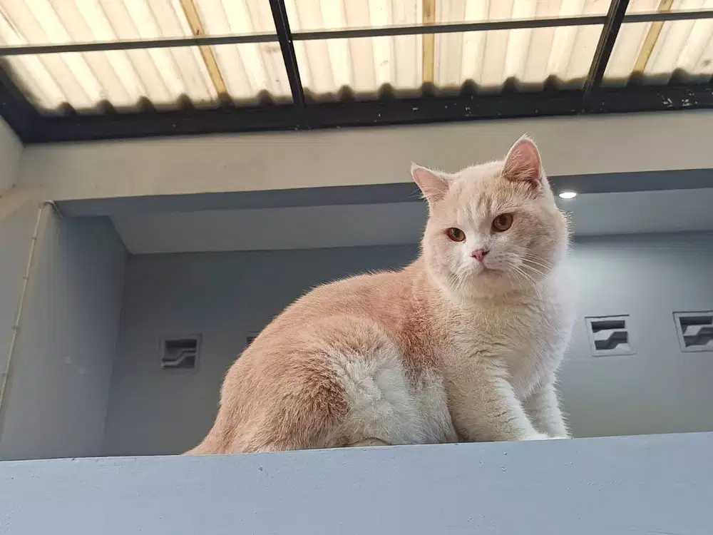 british shorthair bsh jantan cream bicolor 10 bulan