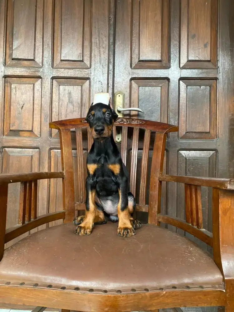 Doberman betina stb vaksin